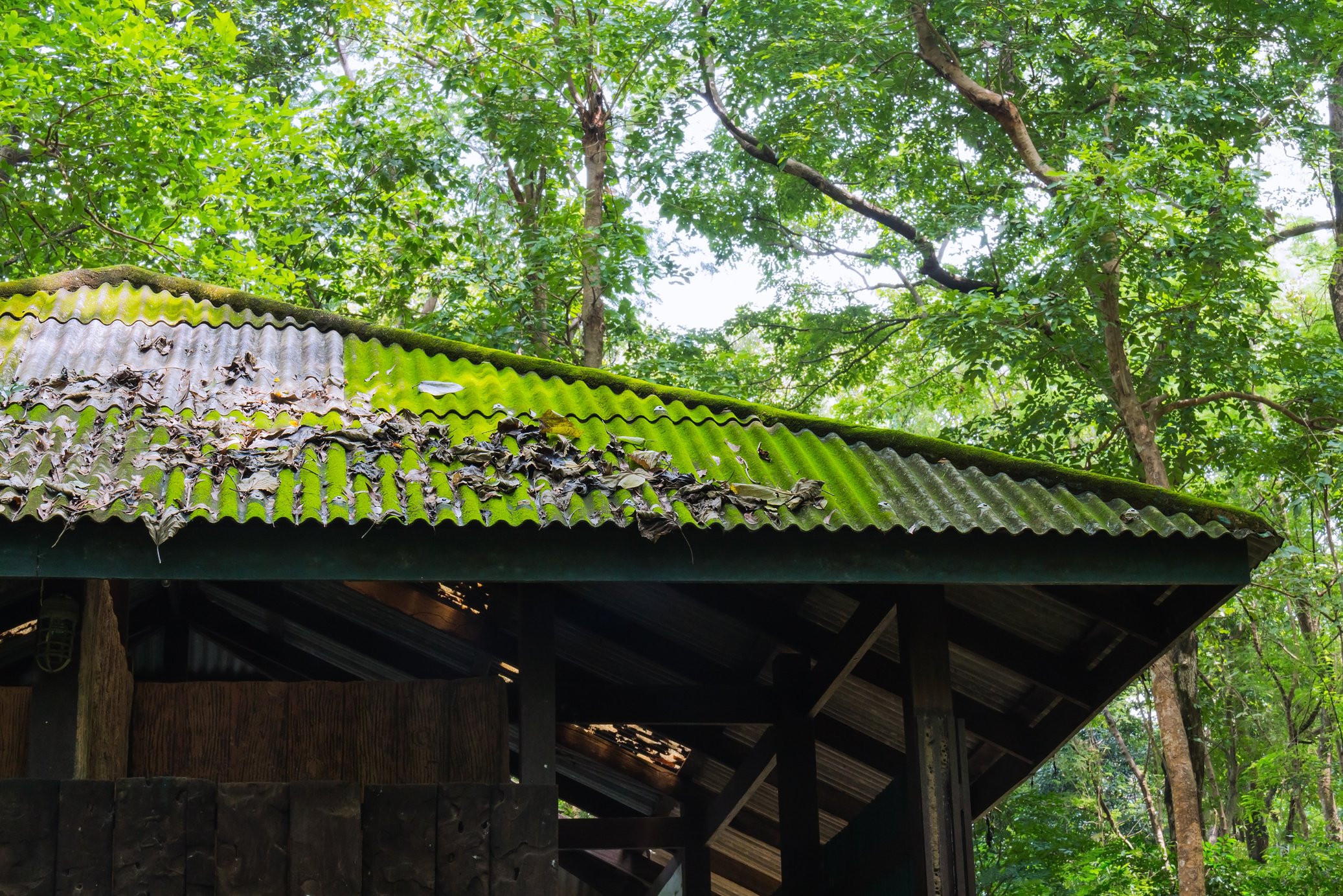 Mossy roof